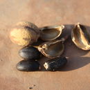 Image of Barbados nut