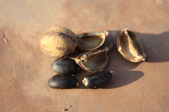 Image of Barbados nut