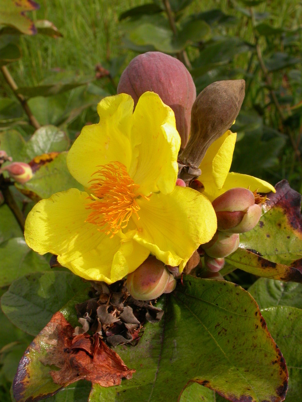 Image of Cochlospermum planchonii Hook. fil. ex Planch.