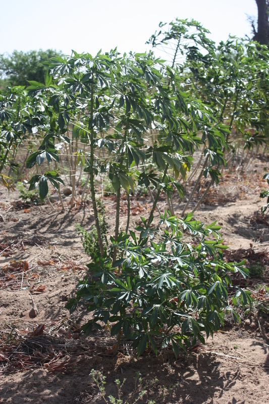 Image of cassava