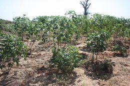 Image of cassava