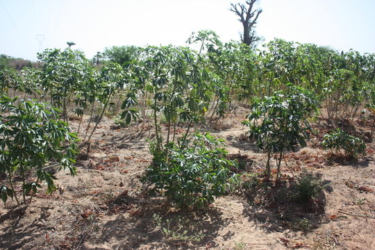 Image of cassava