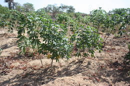 Image of cassava