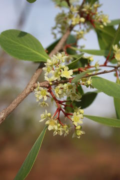 Image of Confetti tree