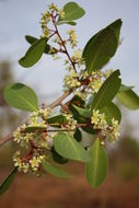 Image of Confetti tree