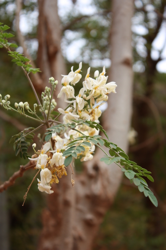 Imagem de Moringa oleifera Lam.