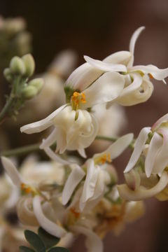 Imagem de Moringa oleifera Lam.