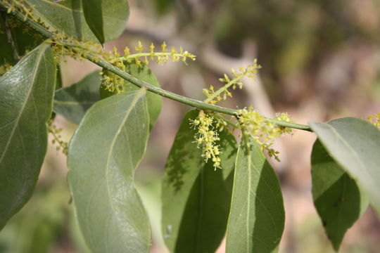 Image of Opilia amentacea Roxb.