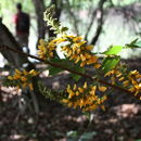 Image de Pterocarpus santalinoides DC.