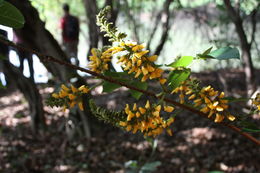 Image of Pterocarpus santalinoides DC.