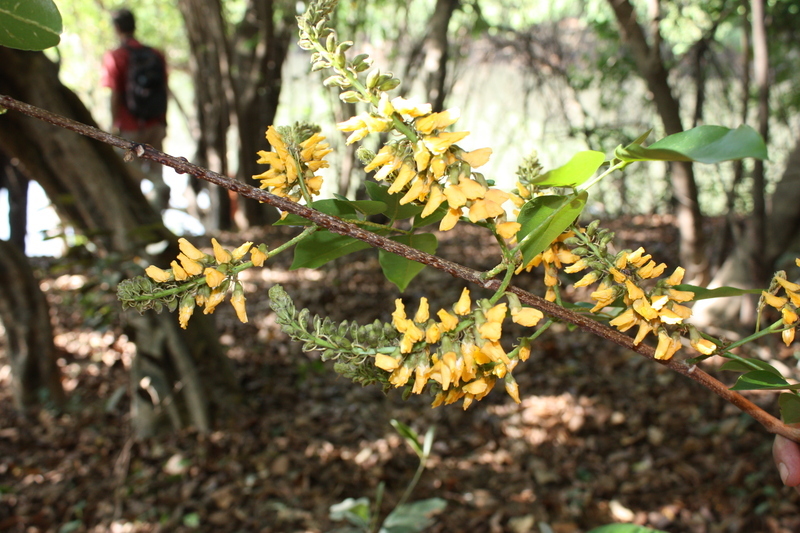 Image of Pterocarpus santalinoides DC.