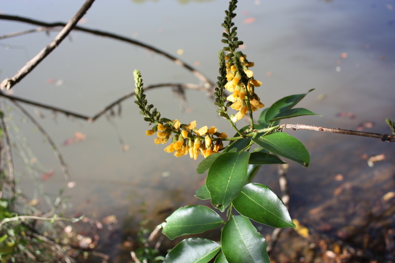 Image of Pterocarpus santalinoides DC.