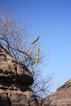 Plancia ëd Strophanthus sarmentosus DC.