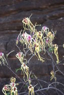 Image de Strophanthus sarmentosus DC.