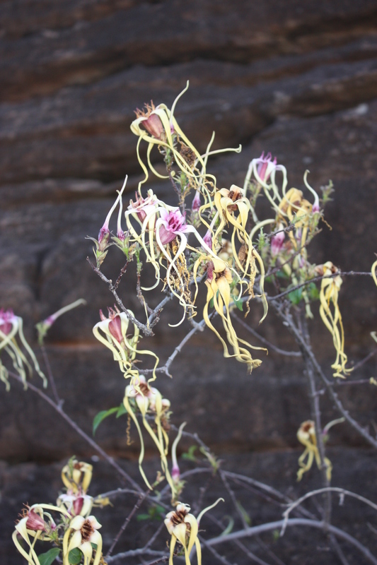 Plancia ëd Strophanthus sarmentosus DC.