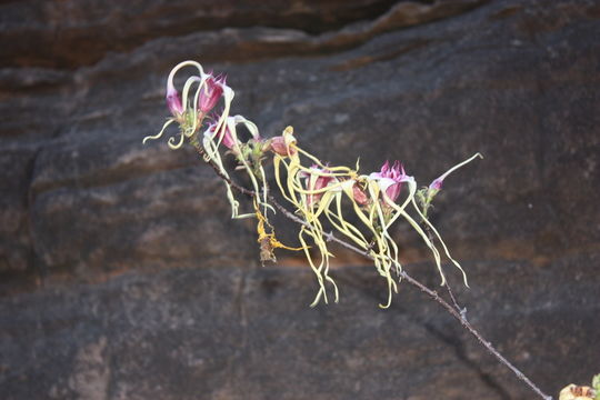 Plancia ëd Strophanthus sarmentosus DC.