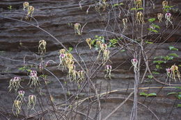 Plancia ëd Strophanthus sarmentosus DC.