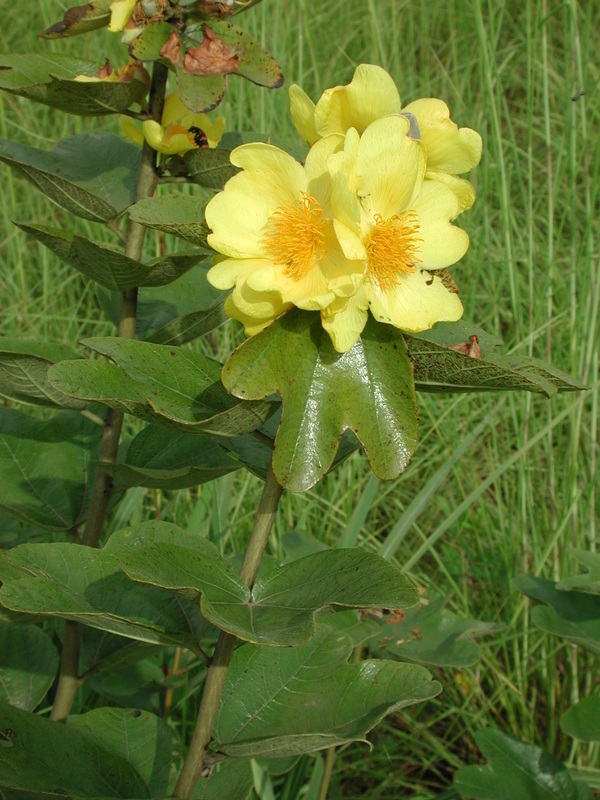 Image de Cochlospermum planchonii Hook. fil. ex Planch.