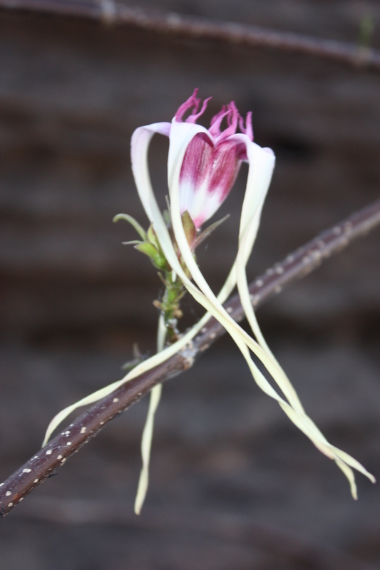 Plancia ëd Strophanthus sarmentosus DC.