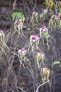 Image de Strophanthus sarmentosus DC.