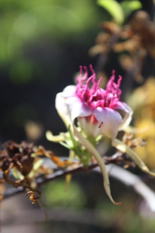 Image de Strophanthus sarmentosus DC.