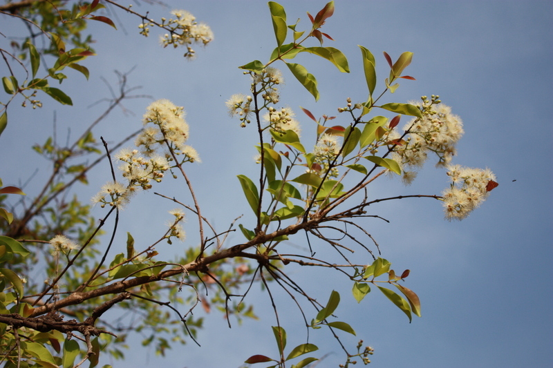 Image of Water Pear