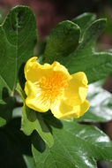 Image of Cochlospermum planchonii Hook. fil. ex Planch.