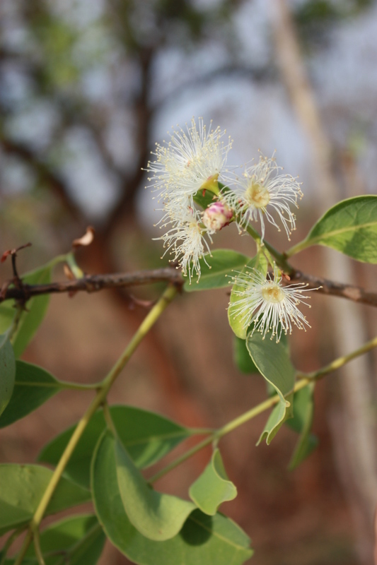 Syzygium guineense (Willd.) DC. resmi