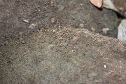 صورة Tristicha trifaria (Bory ex Willd.) Spreng.
