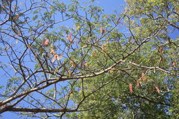 Image de Albizia ferruginea (Guill. & Perr.) Benth.