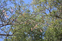 Image de Albizia ferruginea (Guill. & Perr.) Benth.