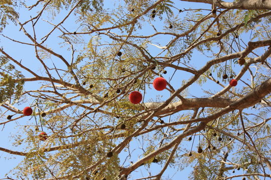 Image of African Locust Bean Tree