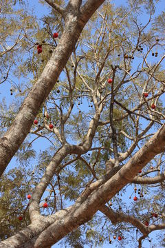 Plancia ëd Parkia biglobosa (Jacq.) G. Don