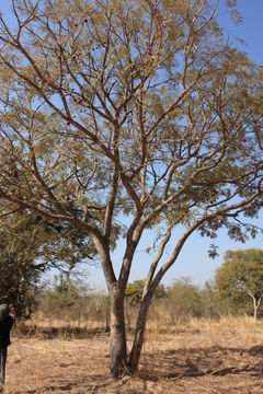 Image of African Locust Bean Tree