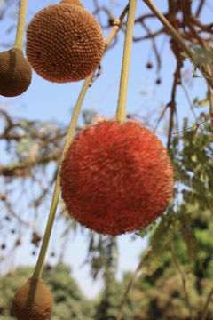 Image of African Locust Bean Tree