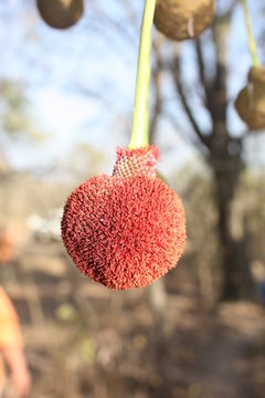 Image of African Locust Bean Tree