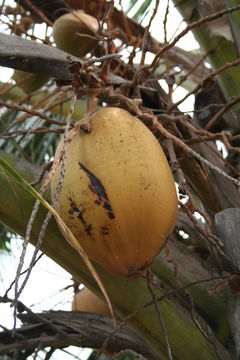 Image of Coconut