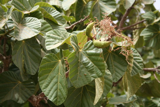 Image of Cola cordifolia (Cav.) R. Br.