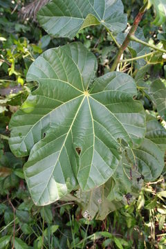 Image of Cola gigantea A. Chevalier