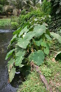 Image de Colocasia esculenta (L.) Schott