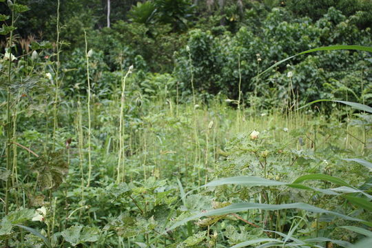 Sivun Abelmoschus moschatus (L.) Medicus kuva