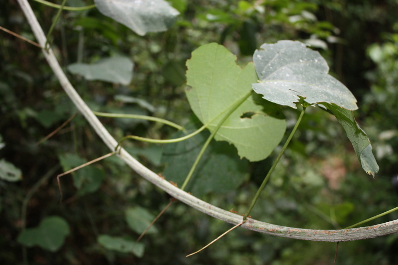 Sivun Adenia cissampeloides (Planch. ex Hook.) Harms kuva