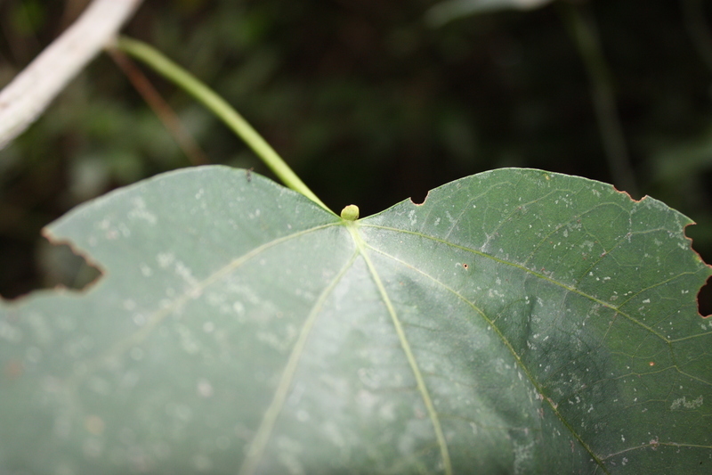 Imagem de Adenia cissampeloides (Planch. ex Hook.) Harms