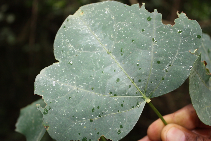 Sivun Adenia cissampeloides (Planch. ex Hook.) Harms kuva