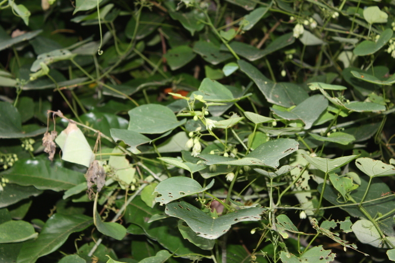 Image de Adenia cissampeloides (Planch. ex Hook.) Harms