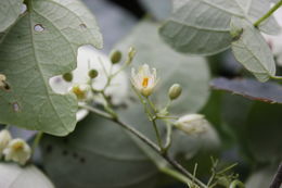 Sivun Adenia cissampeloides (Planch. ex Hook.) Harms kuva