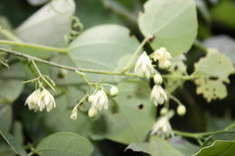 Imagem de Adenia cissampeloides (Planch. ex Hook.) Harms