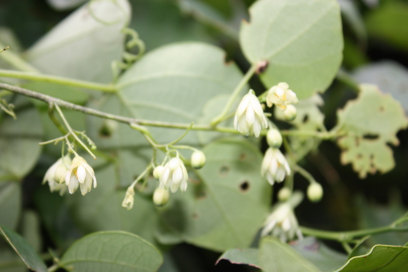 Sivun Adenia cissampeloides (Planch. ex Hook.) Harms kuva