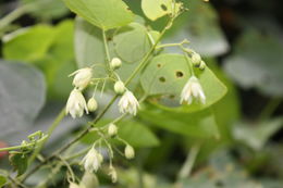 Image of Adenia cissampeloides (Planch. ex Hook.) Harms