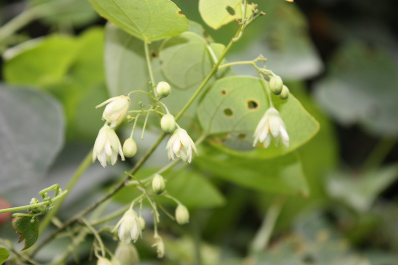 Sivun Adenia cissampeloides (Planch. ex Hook.) Harms kuva